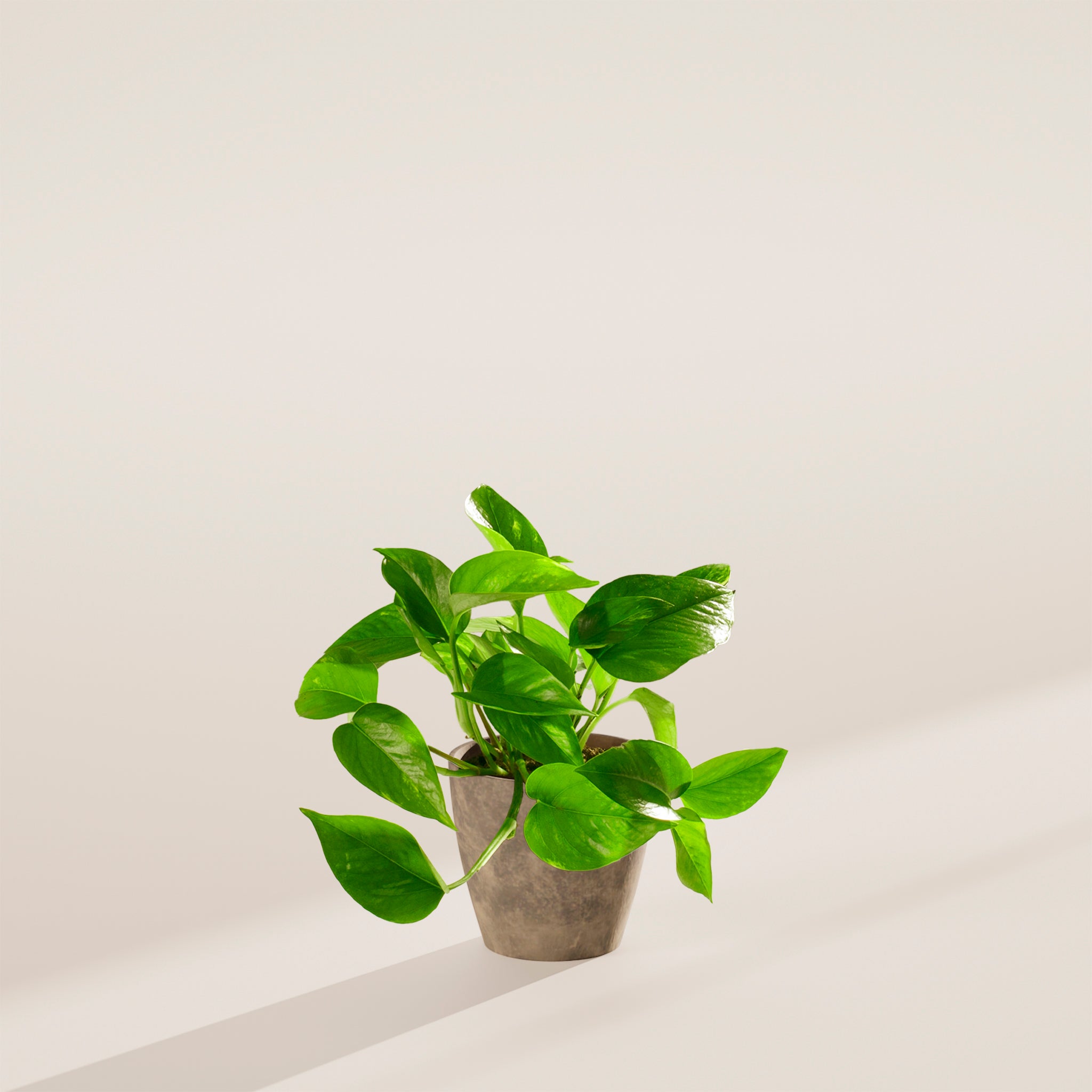 Golden Pothos Plant - Indoor Plants - PB_EGP_ECO_EG_4IN1 - Varnish + Vine - 40