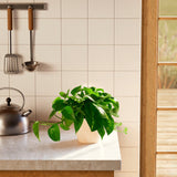 Golden Pothos Plant - Indoor Plants - PB_EGP_ECO_CO_6IN1 - Varnish + Vine - 62