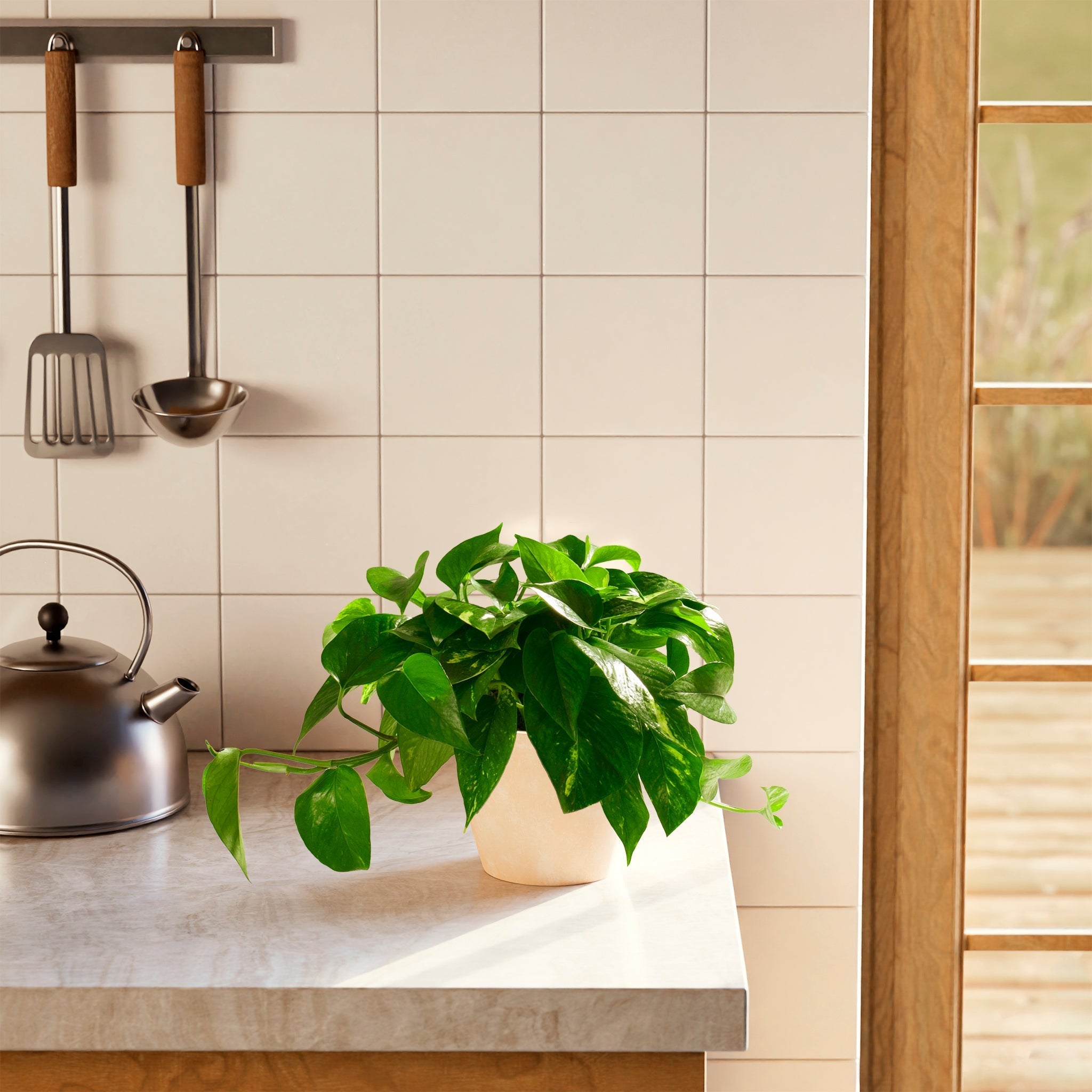 Golden Pothos Plant - Indoor Plants - PB_EGP_ECO_CO_6IN1 - Varnish + Vine - 62