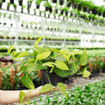 Golden Pothos Plant - Indoor Plants - PL_EGP_4IN1 - Varnish + Vine - 5