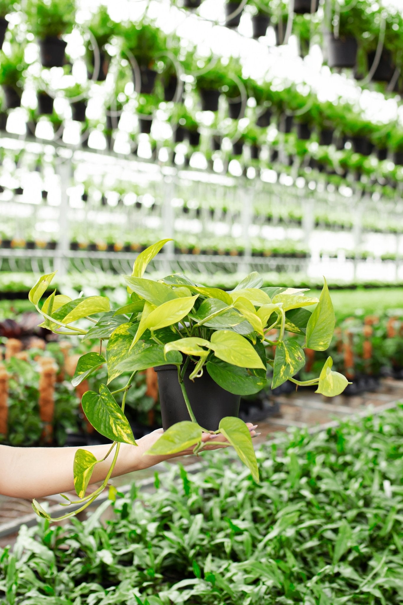 Golden Pothos Plant - Indoor Plants - PL_EGP_4IN1 - Varnish + Vine - 5