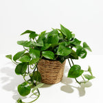 Golden Pothos Plant - Indoor Plants - PB_EGP_BAS_LI_8IN1 - Varnish + Vine - 25