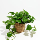 Golden Pothos Plant - Indoor Plants - PB_EGP_BAS_LI_8IN1 - Varnish + Vine - 25