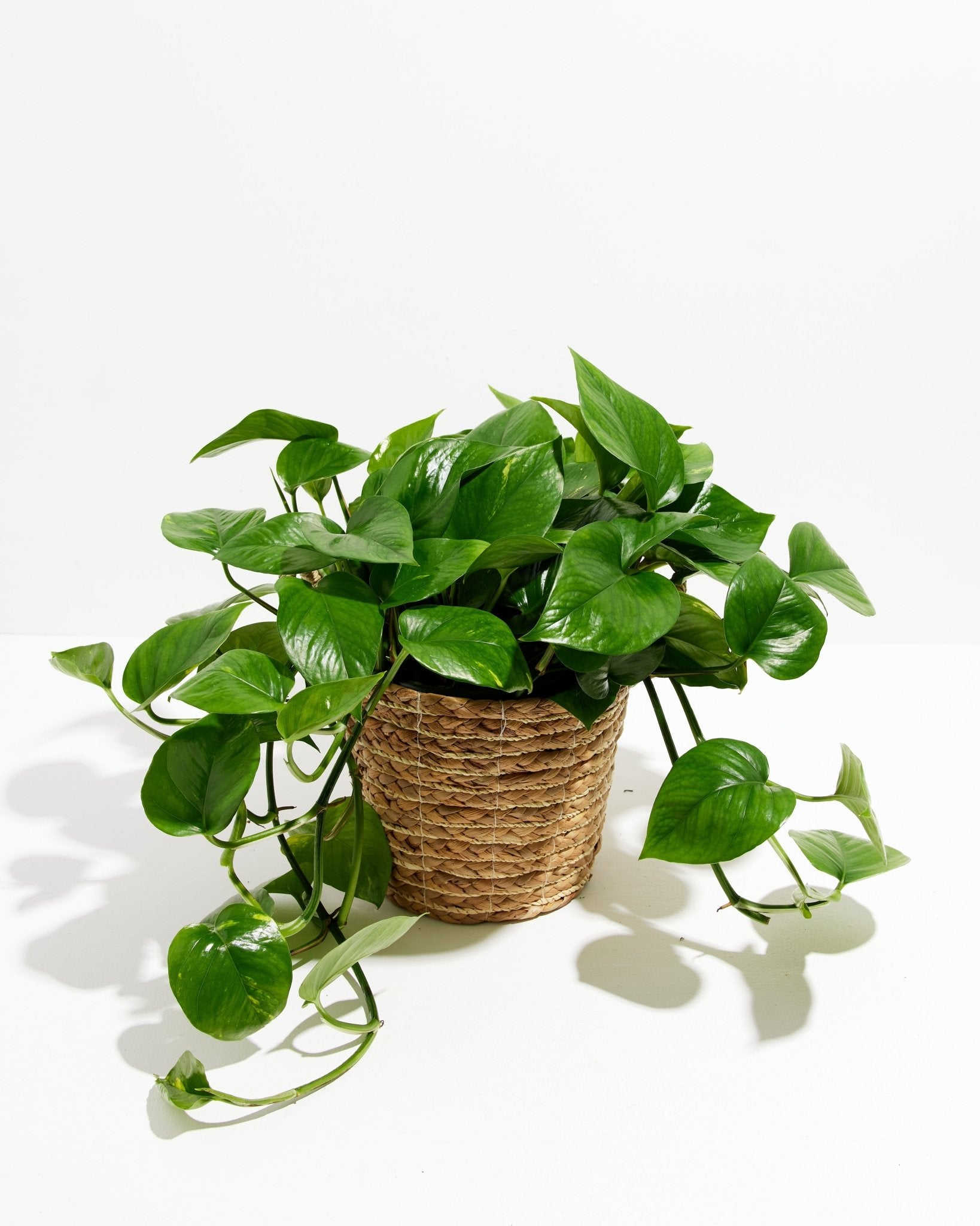 Golden Pothos Plant - Indoor Plants - PB_EGP_BAS_LI_8IN1 - Varnish + Vine - 25