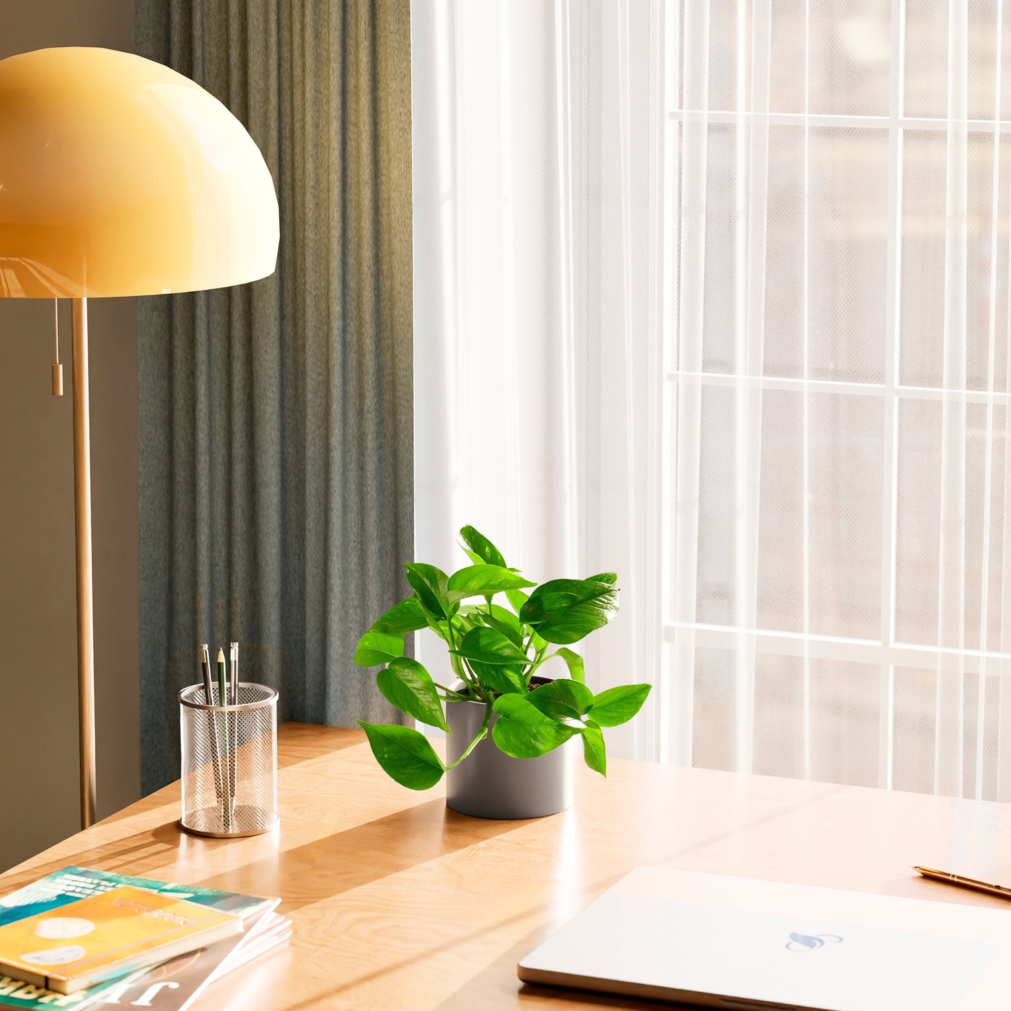 Golden Pothos Plant - Indoor Plants - PL_EGP_4IN1 - Varnish + Vine - 47