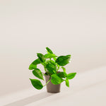 Golden Pothos Plant - Indoor Plants - PL_EGP_4IN1 - Varnish + Vine - 42