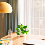 Golden Pothos Plant - Indoor Plants - PB_EGP_BAS_LI_8IN1 - Varnish + Vine - 29