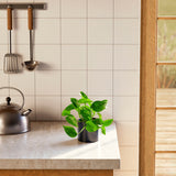 Golden Pothos Plant - Indoor Plants - PB_EGP_BAS_LI_8IN1 - Varnish + Vine - 26