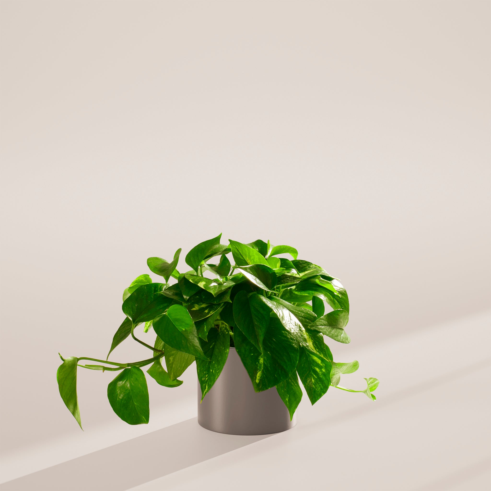 Golden Pothos Plant - Indoor Plants - PL_EGP_6IN1 - Varnish + Vine - 72