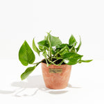 Golden Pothos Plant - Indoor Plants - PL_EGP_8IN1 - Varnish + Vine - 16