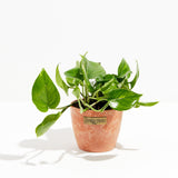 Golden Pothos Plant - Indoor Plants - PL_EGP_8IN1 - Varnish + Vine - 16