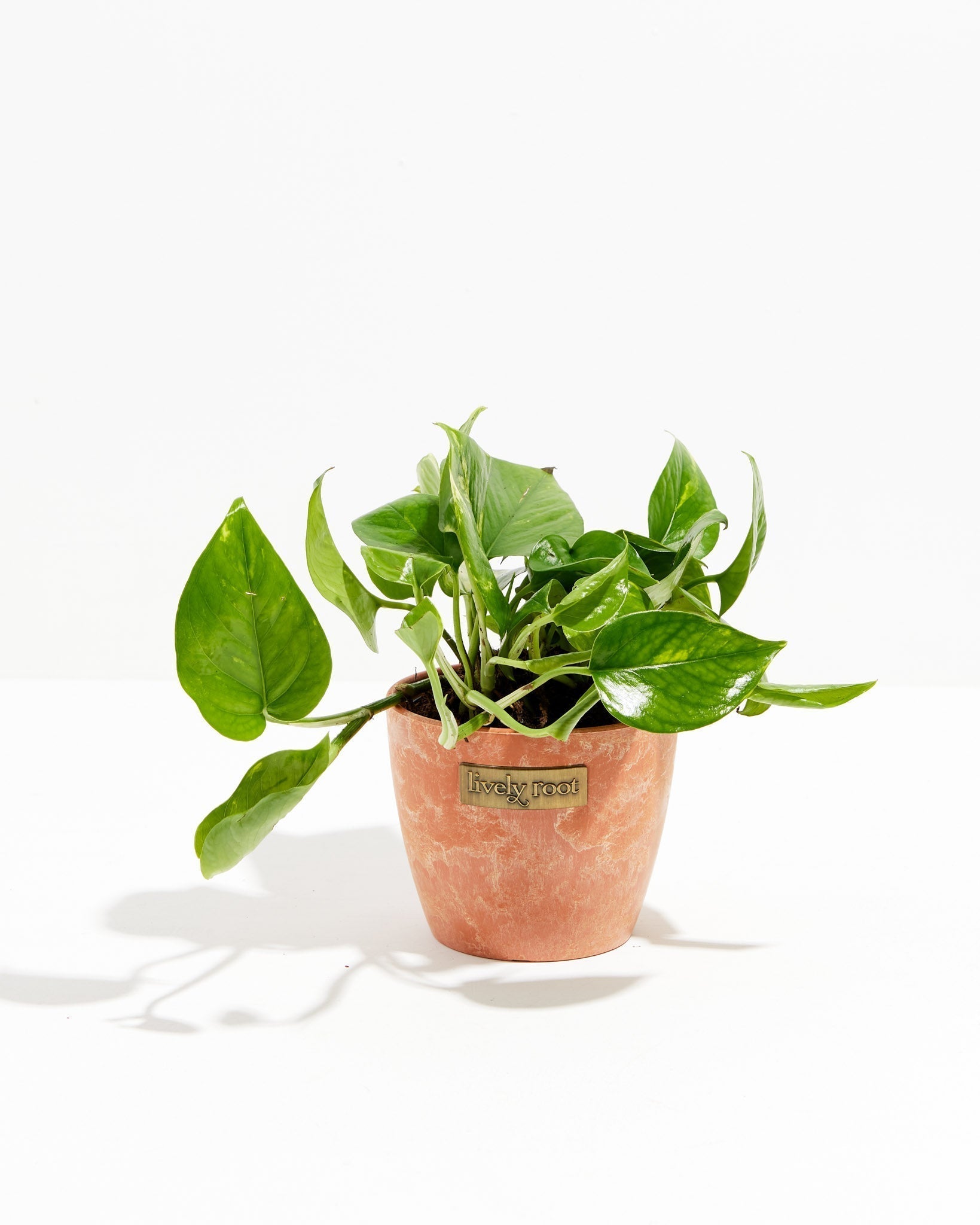 Golden Pothos Plant - Indoor Plants - PL_EGP_8IN1 - Varnish + Vine - 16