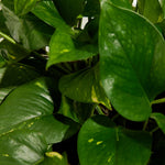 Golden Pothos Plant - Indoor Plants - PL_EGP_4IN1 - Varnish + Vine - 3