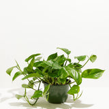 Golden Pothos Plant - Indoor Plants - PL_EGP_4IN1 - Varnish + Vine - 10