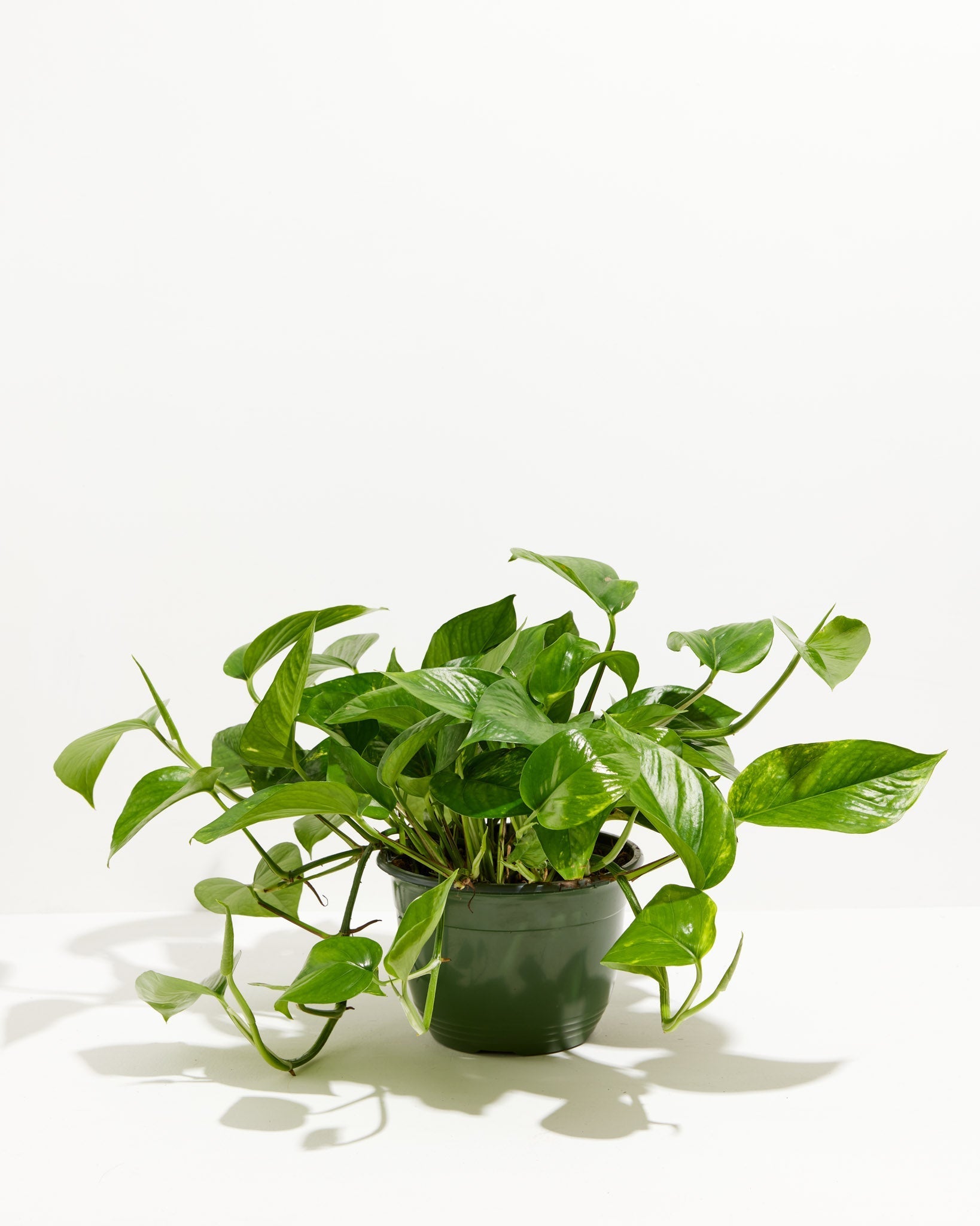 Golden Pothos Plant - Indoor Plants - PL_EGP_4IN1 - Varnish + Vine - 10