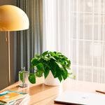 Golden Pothos Plant - Indoor Plants - PL_EGP_4IN1 - Varnish + Vine - 49