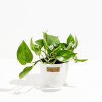 Golden Pothos Plant - Indoor Plants - PL_EGP_8IN1 - Varnish + Vine - 14