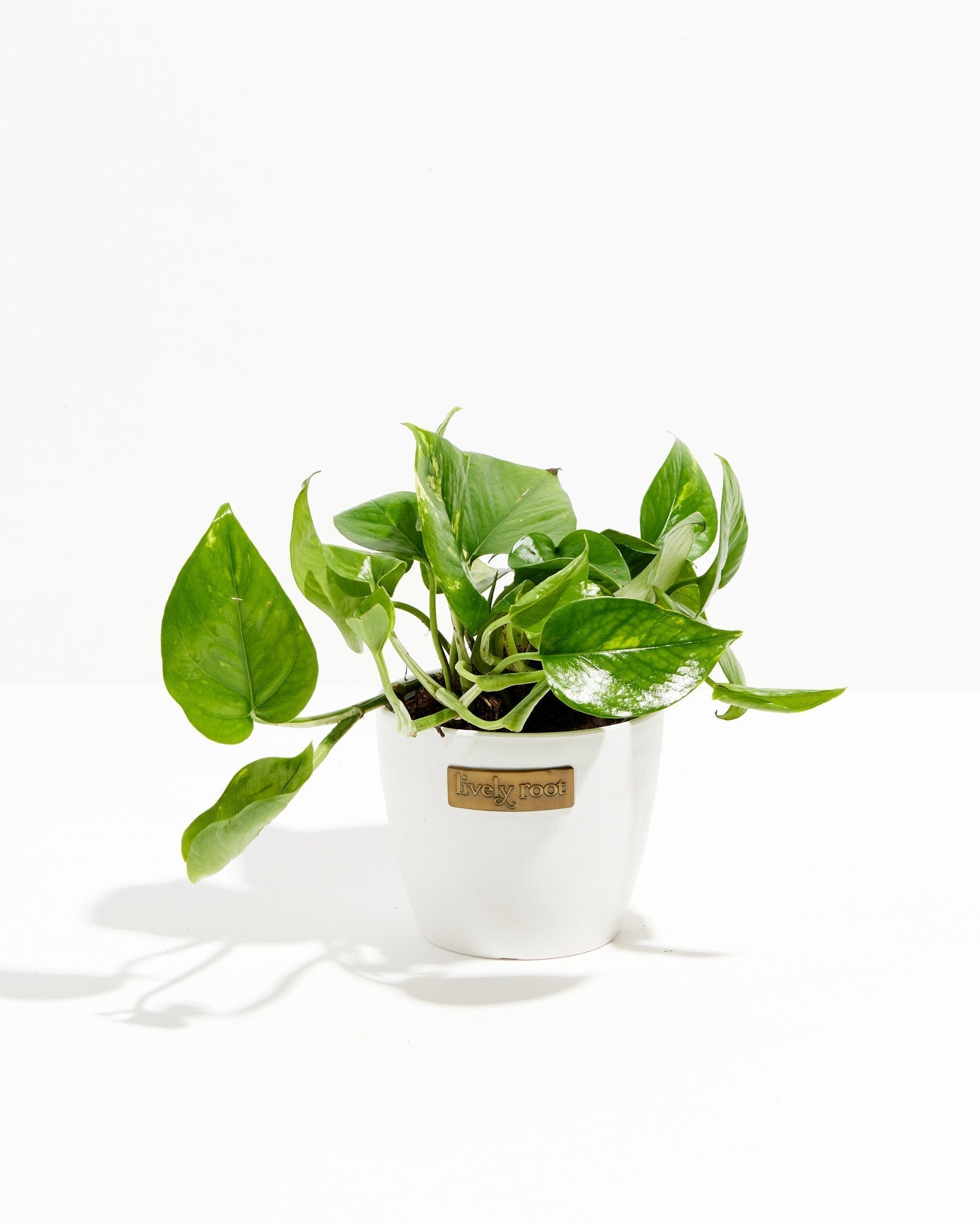 Golden Pothos Plant - Indoor Plants - PL_EGP_8IN1 - Varnish + Vine - 14