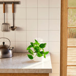 Golden Pothos Plant - Indoor Plants - PB_EGP_BAS_LI_8IN1 - Varnish + Vine - 28