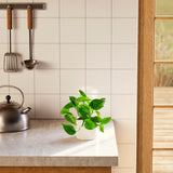 Golden Pothos Plant - Indoor Plants - PB_EGP_BAS_LI_8IN1 - Varnish + Vine - 28