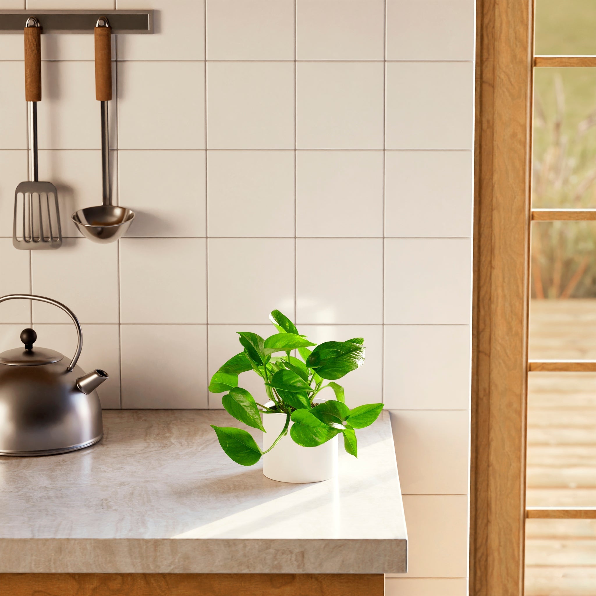 Golden Pothos Plant - Indoor Plants - PB_EGP_BAS_LI_8IN1 - Varnish + Vine - 28