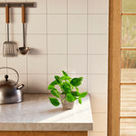 Golden Pothos Plant - Indoor Plants - PB_EGP_ECO_CO_4IN1 - Varnish + Vine - 34