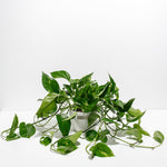 Golden Pothos Plant - Indoor Plants - PL_EGP_8IN1 - Varnish + Vine - 18