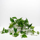 Golden Pothos Plant - Indoor Plants - PL_EGP_8IN1 - Varnish + Vine - 18