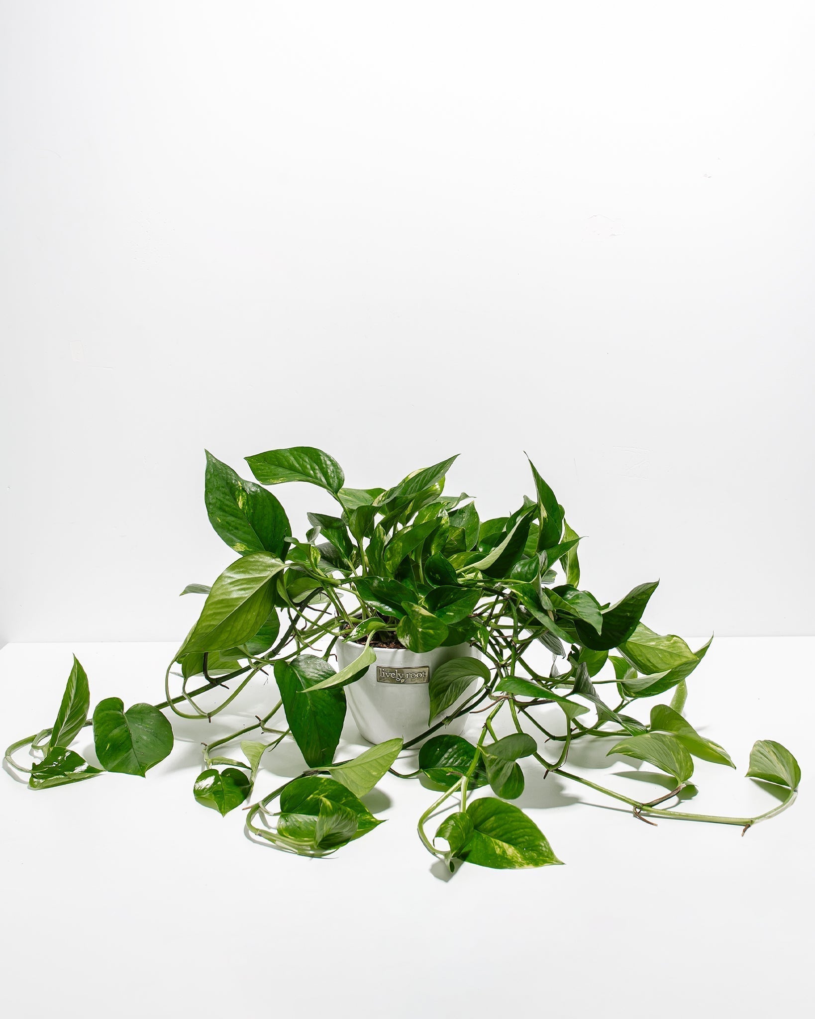 Golden Pothos Plant - Indoor Plants - PL_EGP_8IN1 - Varnish + Vine - 18