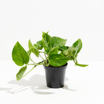Golden Pothos Plant - Indoor Plants - PL_EGP_8IN1 - Varnish + Vine - 13