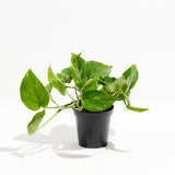 Golden Pothos Plant - Indoor Plants - PL_EGP_8IN1 - Varnish + Vine - 13