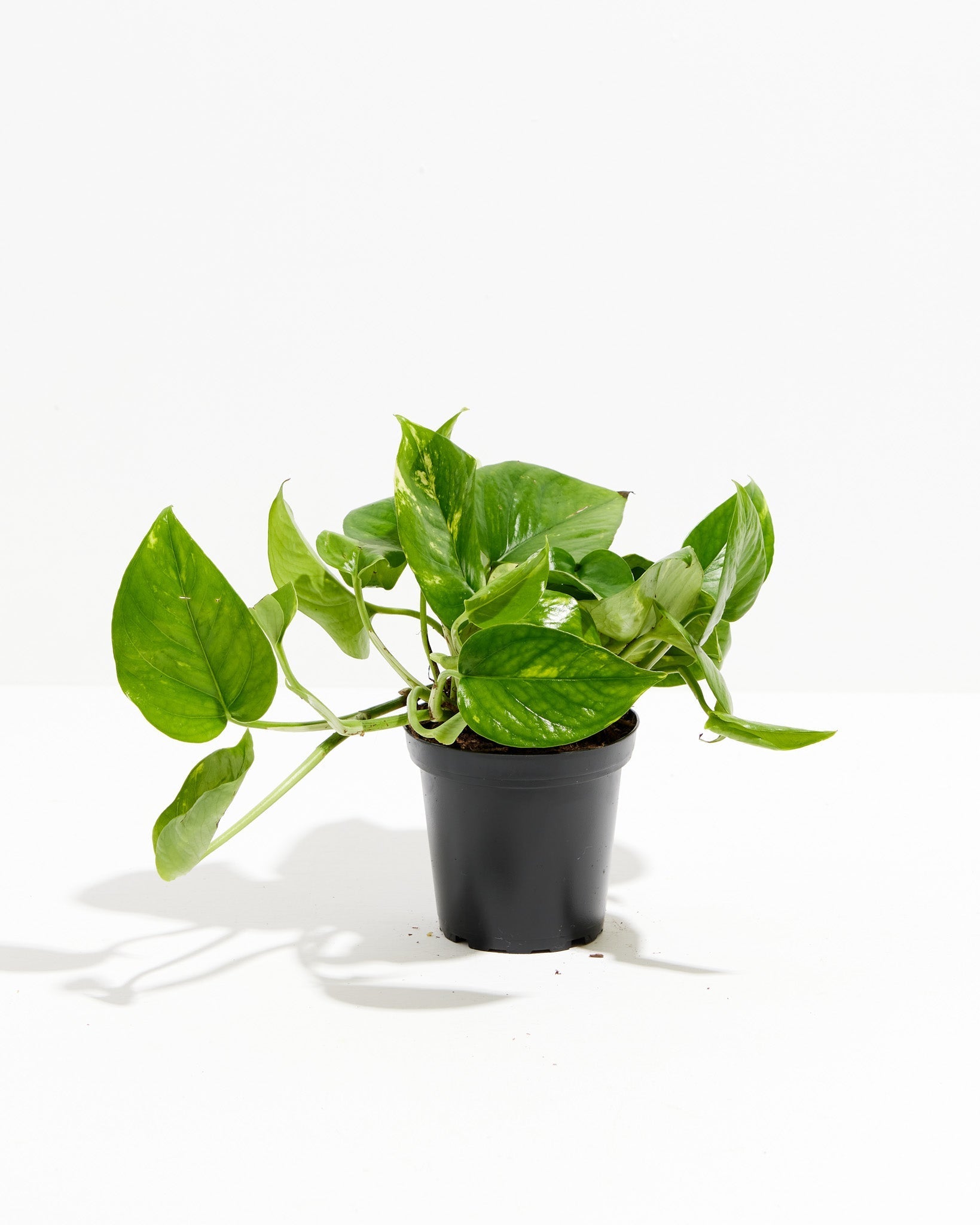 Golden Pothos Plant - Indoor Plants - PL_EGP_8IN1 - Varnish + Vine - 13