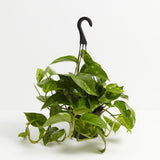 Golden Pothos Plant - Indoor Plants - PL_EGP_4IN1 - Varnish + Vine - 8
