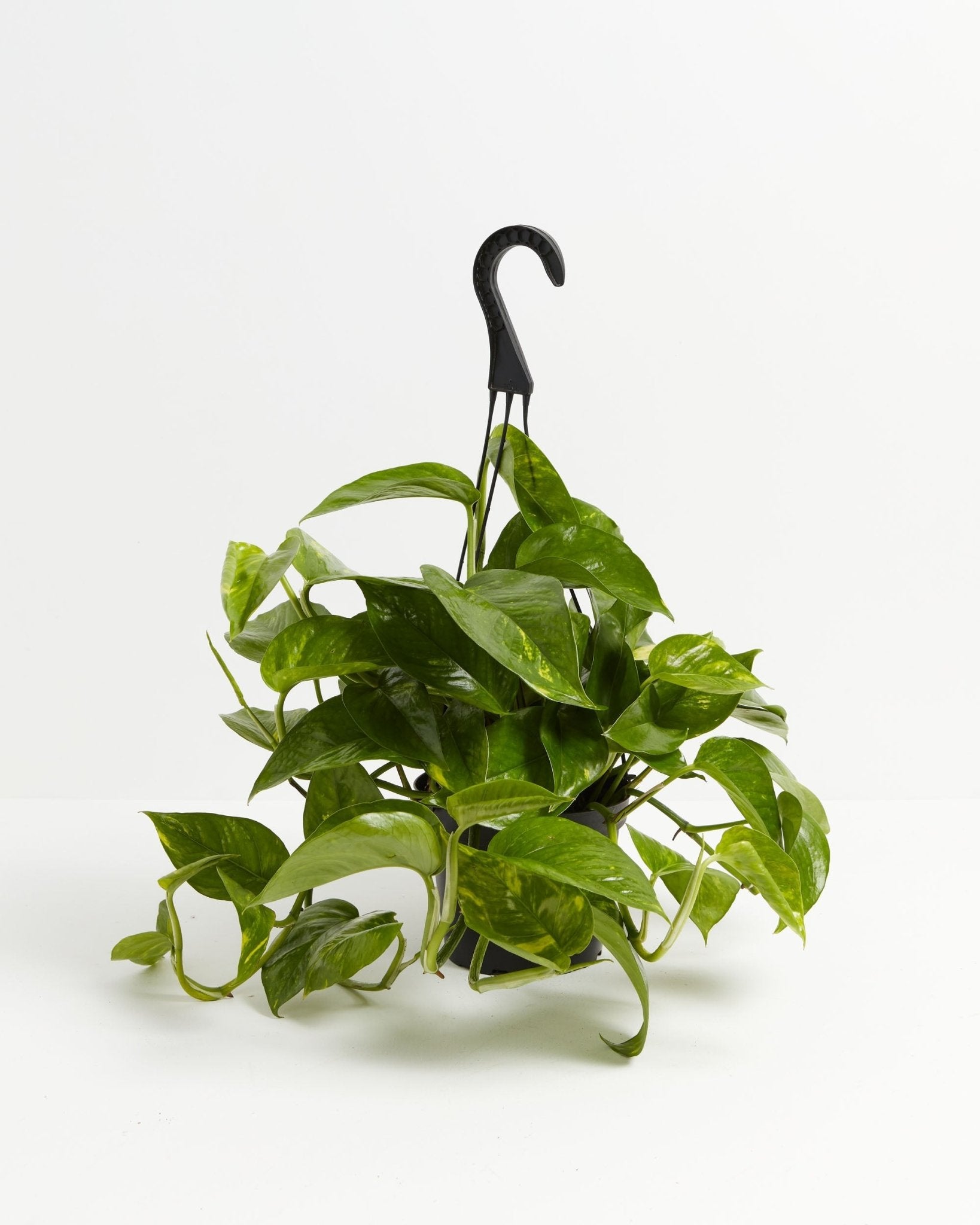Golden Pothos Plant - Indoor Plants - PL_EGP_4IN1 - Varnish + Vine - 8
