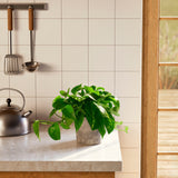 Golden Pothos Plant - Indoor Plants - PB_EGP_ECO_MA_6IN1 - Varnish + Vine - 64