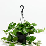 Golden Pothos Plant - Indoor Plants - PL_EGP_8IN1 - Varnish + Vine - 11