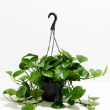 Golden Pothos Plant - Indoor Plants - PL_EGP_8IN1 - Varnish + Vine - 11