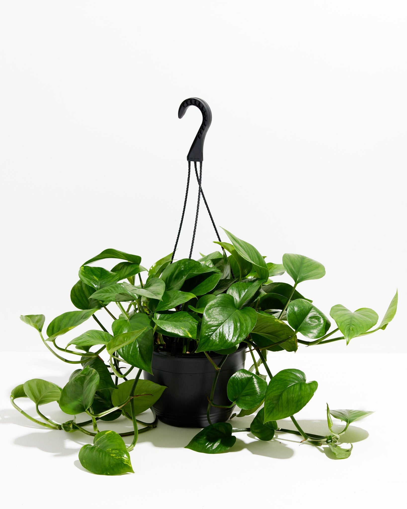 Golden Pothos Plant - Indoor Plants - PL_EGP_8IN1 - Varnish + Vine - 11