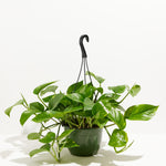 Golden Pothos Plant - Indoor Plants - PL_EGP_4IN1 - Varnish + Vine - 9