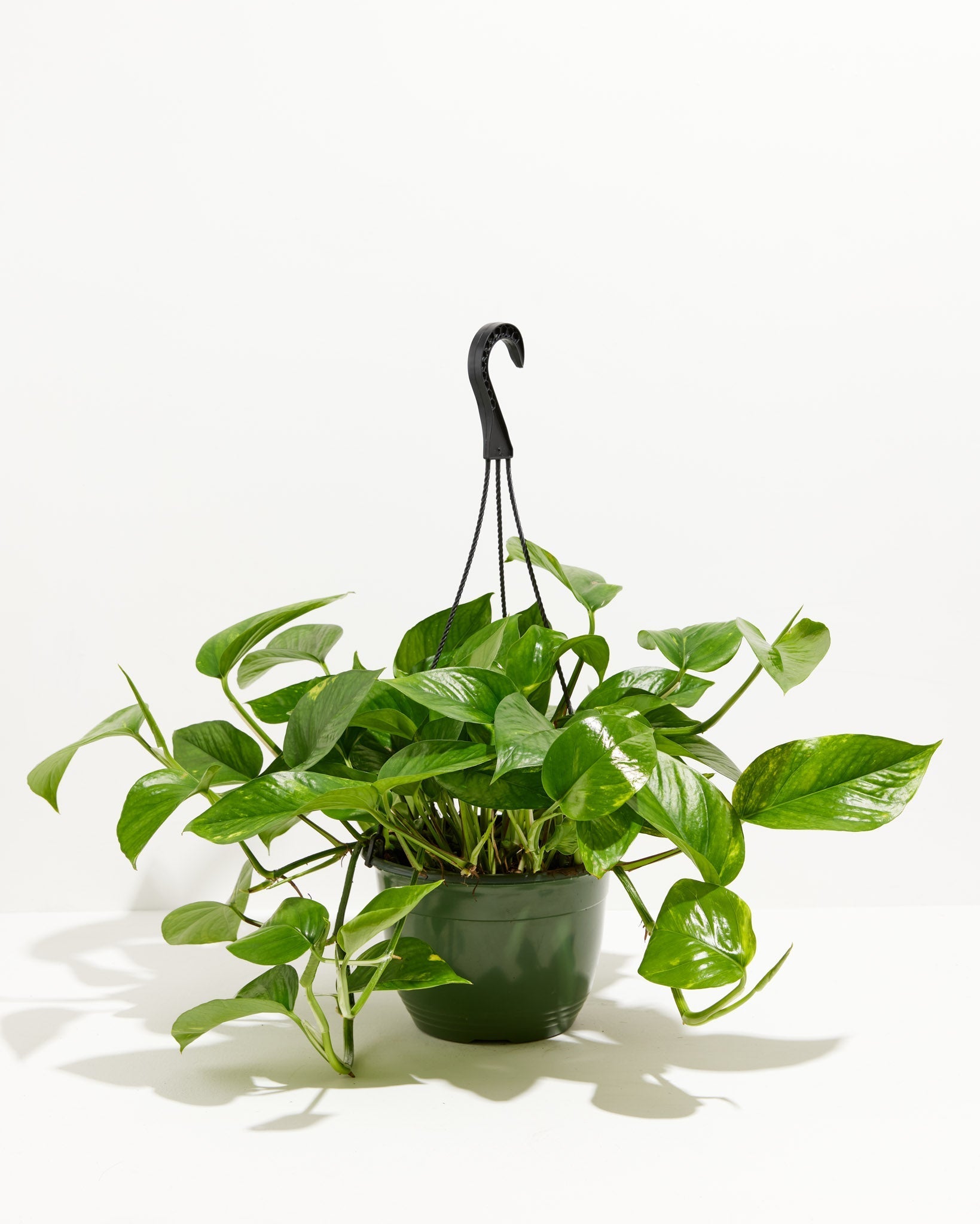 Golden Pothos Plant - Indoor Plants - PL_EGP_4IN1 - Varnish + Vine - 9