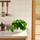 Golden Pothos Plant - Indoor Plants - PL_EGP_4IN1 - Varnish + Vine - 51