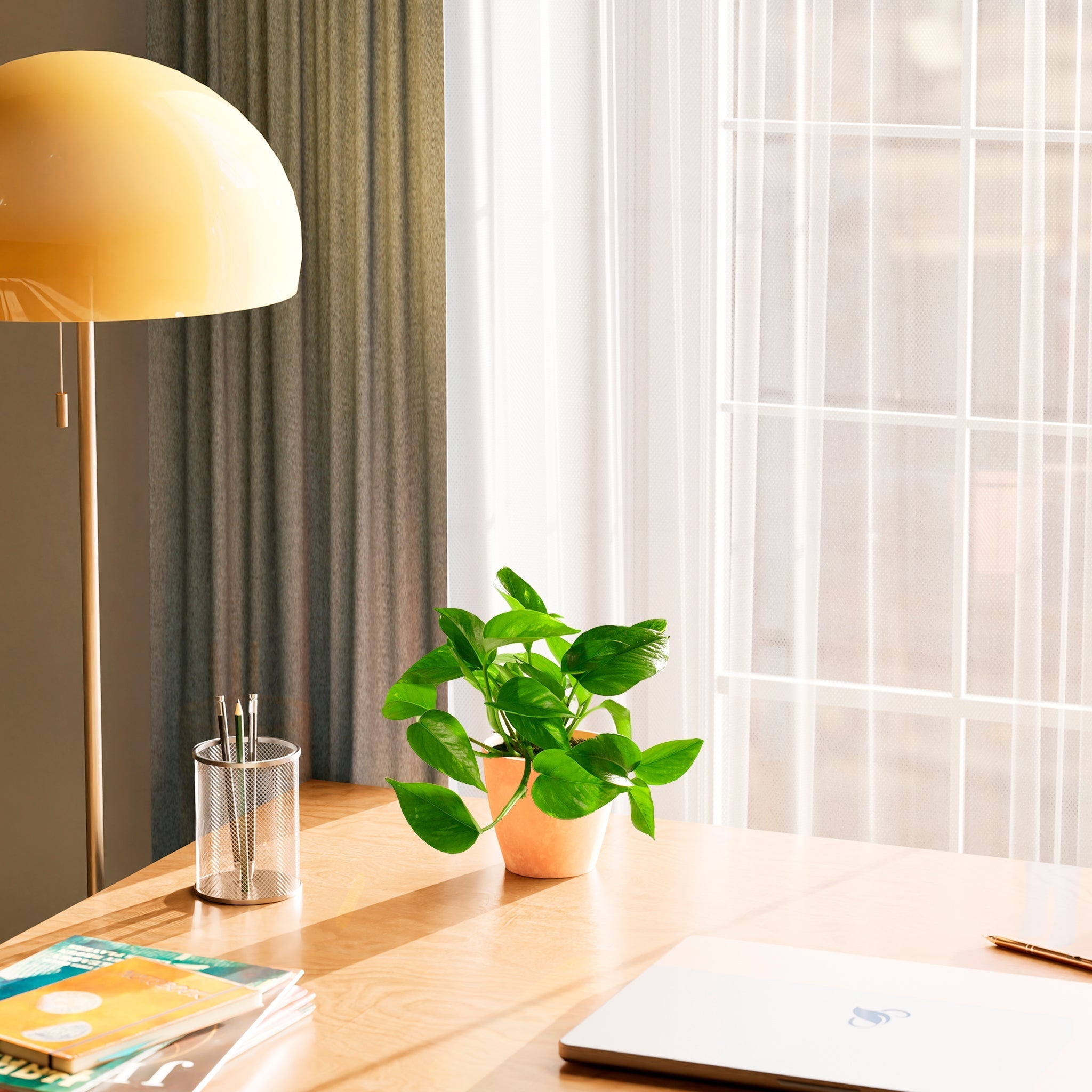 Golden Pothos Plant - Indoor Plants - PL_EGP_4IN1 - Varnish + Vine - 44