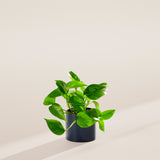Golden Pothos Plant - Indoor Plants - PB_EGP_BAS_LI_8IN1 - Varnish + Vine - 27