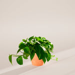 Golden Pothos Plant - Indoor Plants - PB_EGP_ECO_CH_6IN1 - Varnish + Vine - 60