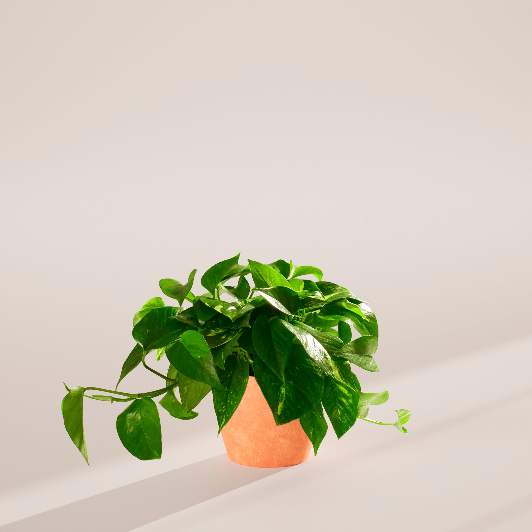 Golden Pothos Plant - Indoor Plants - PB_EGP_ECO_CH_6IN1 - Varnish + Vine - 60