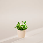 Jade Plant - Indoor Plants - PB_JPL_ECO_CO_6IN1 - Varnish + Vine - 44