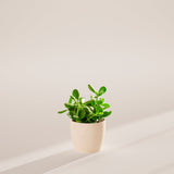 Jade Plant - Indoor Plants - PB_JPL_ECO_CO_6IN1 - Varnish + Vine - 44