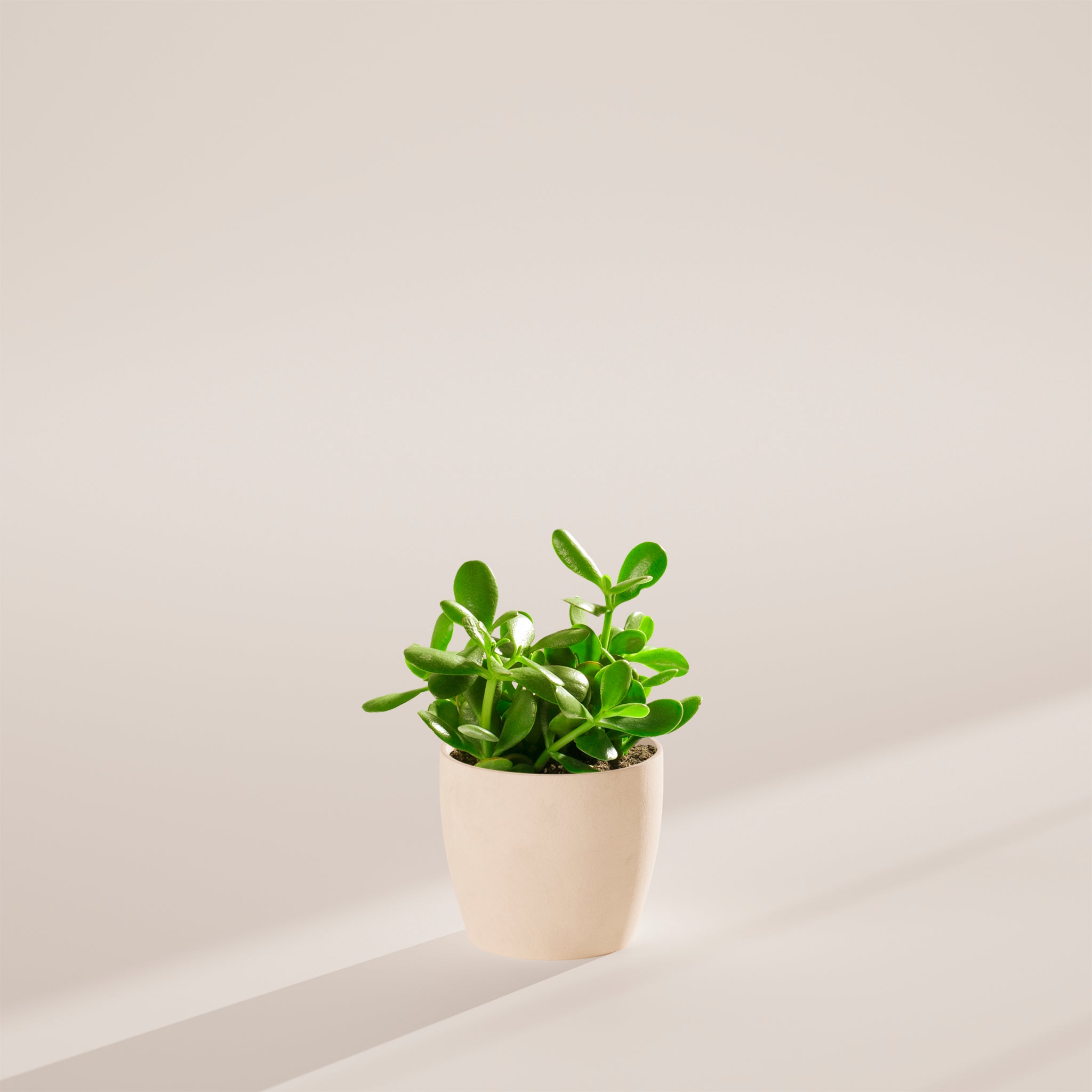 Jade Plant - Indoor Plants - PB_JPL_ECO_CO_6IN1 - Varnish + Vine - 44