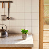 Jade Plant - Indoor Plants - PB_JPL_ECO_CO_4IN1 - Varnish + Vine - 18