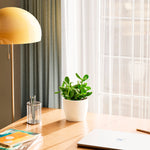 Jade Plant - Indoor Plants - PB_JPL_ECO_CH_6IN1 - Varnish + Vine - 43